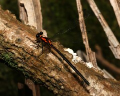 Austroargiolestes chrysoides