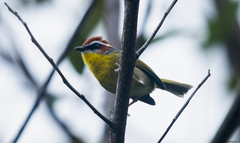 Basileuterus rufifrons