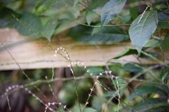 Petiveria alliacea
