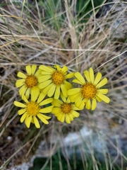 Brachyglottis bellidioides
