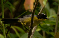 Atlapetes albinucha