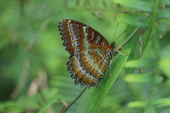 Cethosia biblis