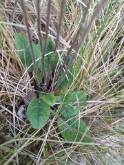 Brachyglottis bellidioides