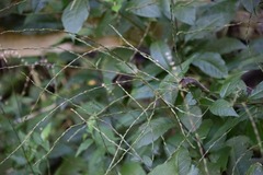 Petiveria alliacea