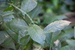 Petiveria alliacea
