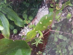 Naultinus