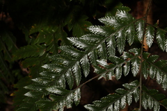 Lastreopsis marginans