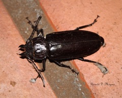 Mallodon spinibarbis