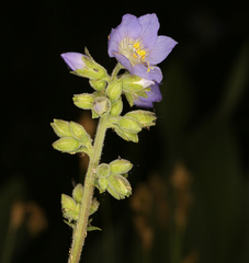 Polemonium occidentale