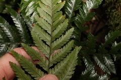 Lastreopsis marginans