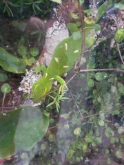 Naultinus