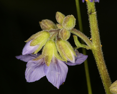 Polemonium occidentale