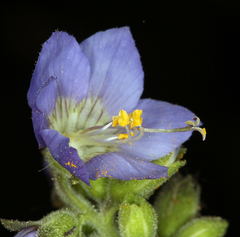 Polemonium occidentale