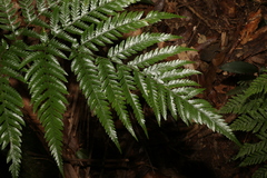 Lastreopsis marginans