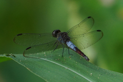 Erythrodiplax basalis