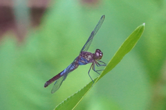 Erythrodiplax basalis