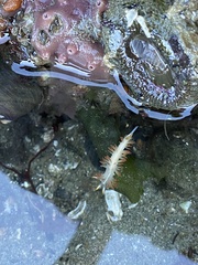 Coryphella trilineata