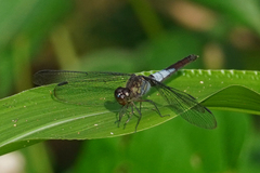 Erythrodiplax basalis