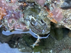Coryphella trilineata