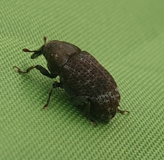 Chalepistes compressus