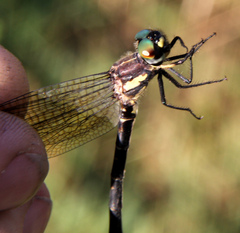 Eusynthemis nigra