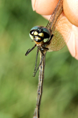 Eusynthemis nigra
