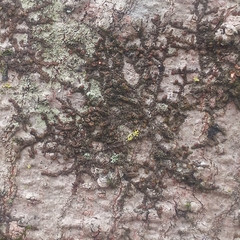 Frullania