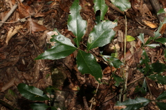 Denhamia celastroides