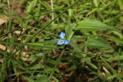Commelina cyanea