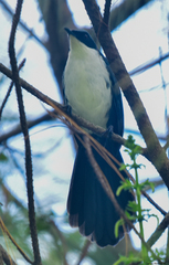 Melanotis hypoleucus