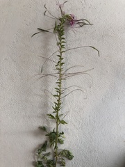 Cleome houtteana