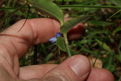 Commelina cyanea
