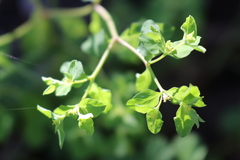 Euphorbia peplus peplus