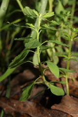 Euphorbia peplus peplus