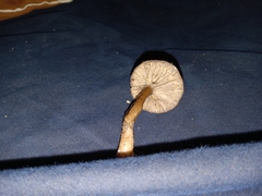 Arrhenia epichysium
