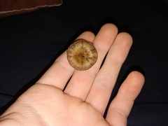 Arrhenia epichysium