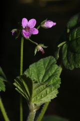Erodium malacoides malacoides
