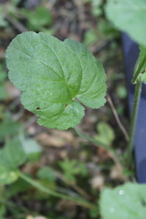 Erodium malacoides malacoides