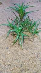 Cyperus pedunculatus