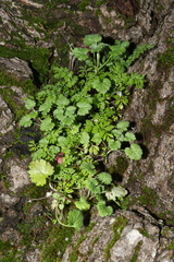 Torilis nodosa