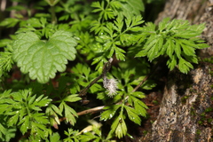 Torilis nodosa