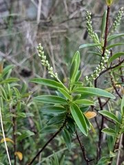 Veronica rakaiensis