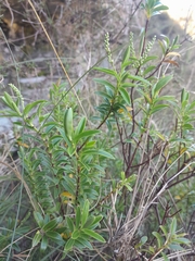 Veronica rakaiensis