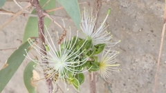 Capparis