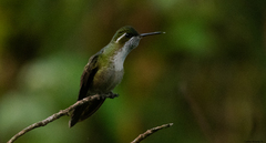 Lampornis viridipallens