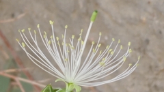 Capparis