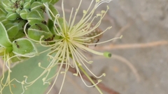 Capparis