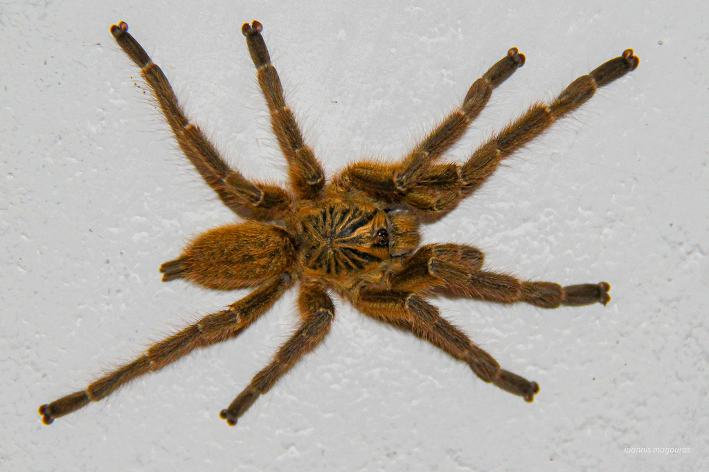 Orange Baboon Tarantula