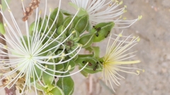 Capparis