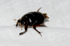 Scarabaeinae